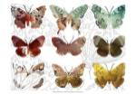 Layered Butterflies II by Sisa Jasper