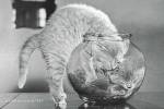 Le Bol Du Chaton 1957