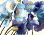 Le Pavots Bleu by Shirley Novak