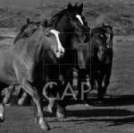 Leader Of The Pack by Wendy Caro