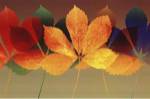 Leaf Dance II by Robert Mertens