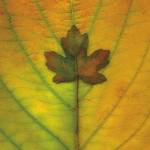 Leaf Inset by Flowerphotos