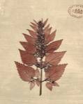Leaf Study I by Paula Scaletta