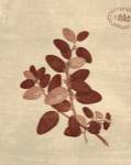 Leaf Study II by Paula Scaletta