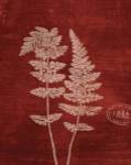 Leaf Study III by Paula Scaletta