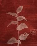 Leaf Study IV by Paula Scaletta