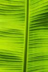 Leaf Texture VIII by Cora Niele