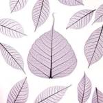 Leaf X-ray by Mark Baker