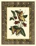 Leather Framed Butterflies I by Deborah Bookman