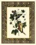 Leather Framed Butterflies II by Deborah Bookman