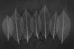 Leaves 3 by Moises Levy