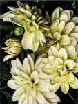 Lemon Dahlias II by Rachel Perry