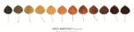 Life Of A Leaf by Owen Mortensen