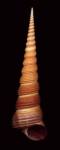 Ligar Screw Shell by Harold Feinstein