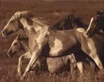 Like the Wind I by Wendy Caro