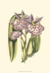 Lilac Orchid II by Vision Studios