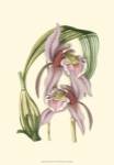 Lilac Orchid III by Vision Studios