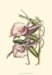 Lilac Orchid IV by Vision Studios