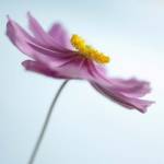 Lilac Petals II by Flowerphotos