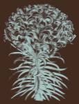 Lilies 17