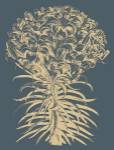 Lilies 2