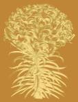 Lilies 20