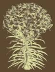 Lilies 3