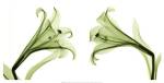 Lilies [Positive] by Steven N. Meyers
