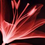 Lilium Radiance by Hugh Turvey