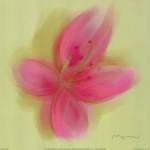 Lily by Anthony Morrow