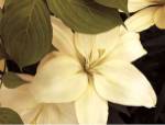 Lily and Leaves by Rebecca Swanson