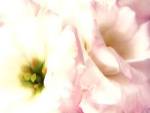 Lily Blush by Zalewiski