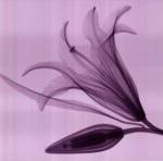 Lily  Bud by Steven N. Meyers
