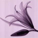 Lily  Bud Sm by Steven N. Meyers