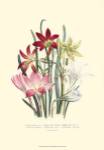 Lily Garden I by Jane W. Loudon