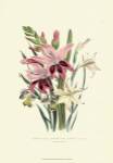 Lily Garden II by Jane W. Loudon