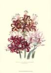 Lily garden III by Jane W. Loudon