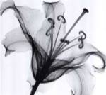 Lily Muscadet by Steven N. Meyers