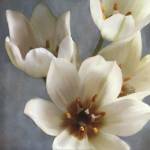 Lily Parfait II by Janel Pahl