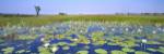 Lily Pond by Wayne Bradbury Photography