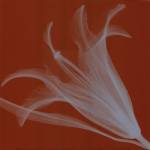 Lily/Silver (Sm) by Steven N. Meyers