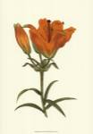 Lily Varieties III