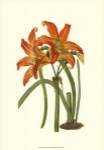 Lily Varieties IV