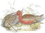 Limosa Rufa by John Gould
