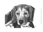 Lindy the Beagle by Beth Thomas