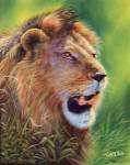 Lion by Cory Carlson