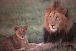 Lion and Cub by Corbis Images