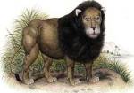 Lion from India I I by Illuminations