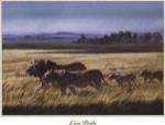 Lion Pride by Don Balke
