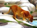 Lioness by Ata Alishahi